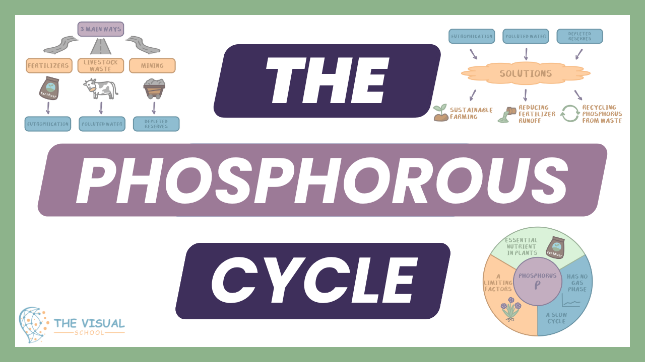 The Phosphorus Cycle